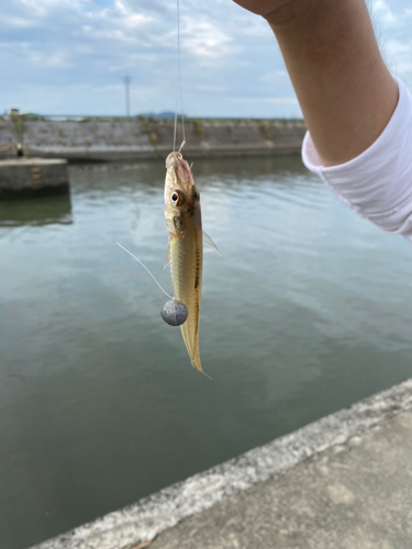 キスの釣果