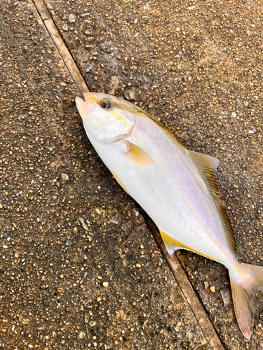 ショゴの釣果