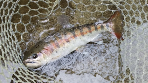 ヤマメの釣果