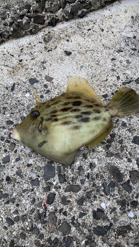 カワハギの釣果