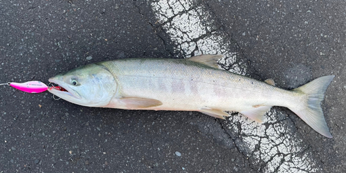 シロザケの釣果