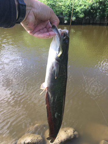 ナマズの釣果