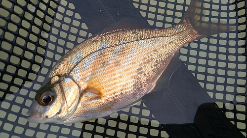 ウミタナゴの釣果