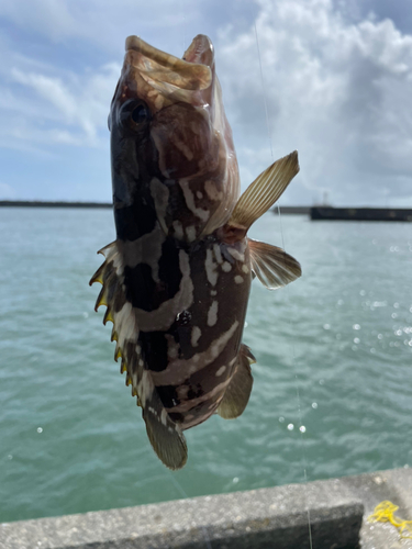 クエの釣果