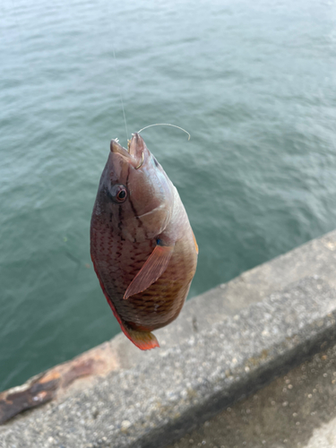 アカササノハベラの釣果