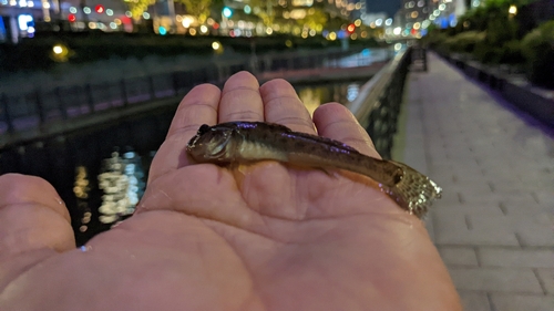 マハゼの釣果