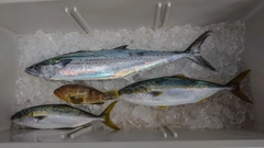 ハマチの釣果