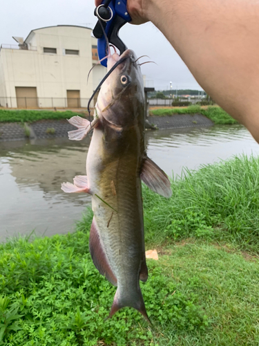 チャネルキャットフィッシュの釣果