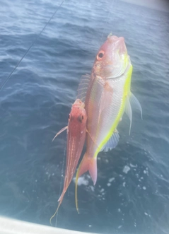 イトヨリダイの釣果