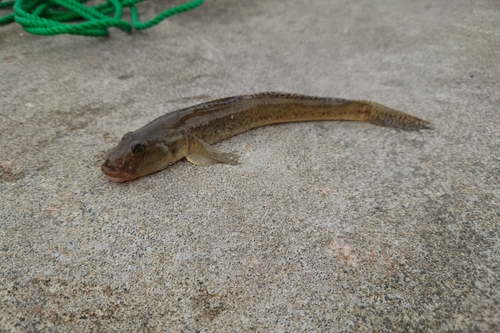 ハゼの釣果