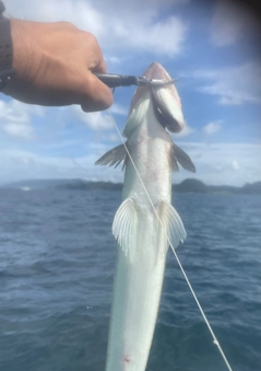 エソの釣果