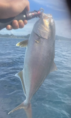 ショゴの釣果