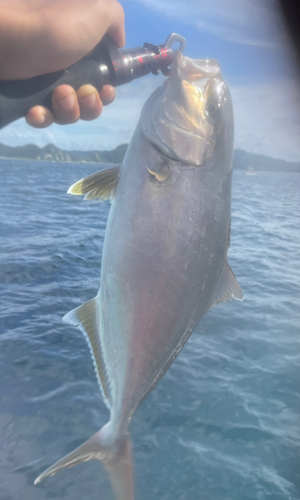 ショゴの釣果