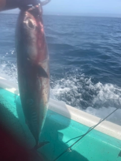 マルソウダの釣果