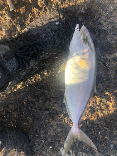 ネリゴの釣果