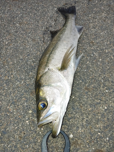 セイゴ（マルスズキ）の釣果