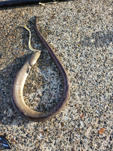 ホタテウミヘビの釣果