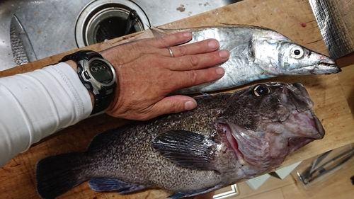 タチウオの釣果