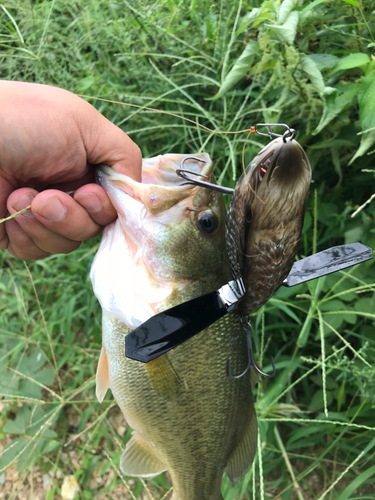 ブラックバスの釣果