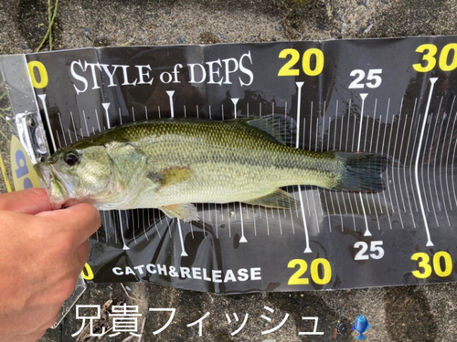 ブラックバスの釣果