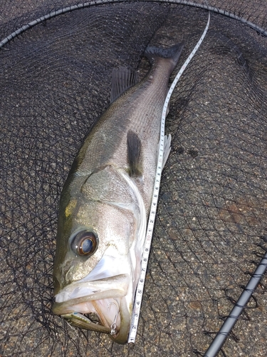 セイゴ（マルスズキ）の釣果