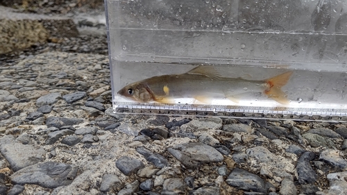 アユの釣果