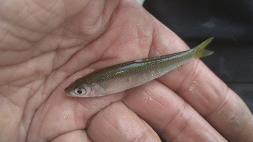 オイカワの釣果