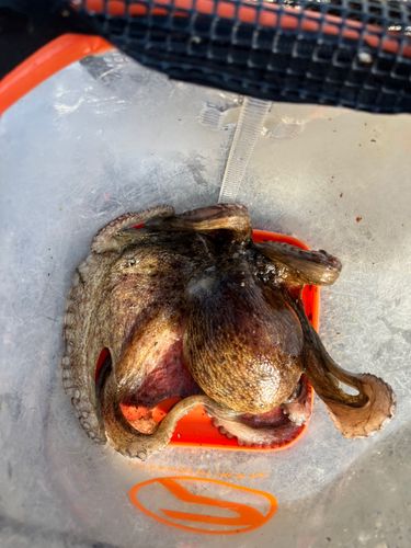 タコの釣果