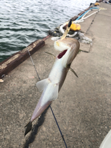 エソの釣果