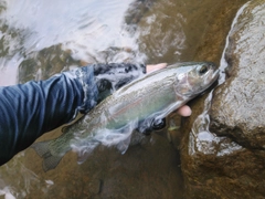 ニジマスの釣果