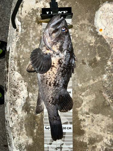 クロソイの釣果