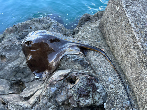 アカエイの釣果