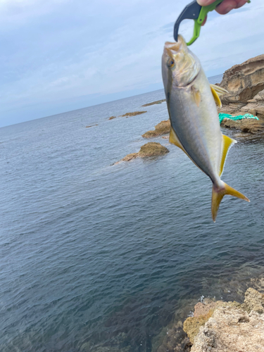 シオの釣果