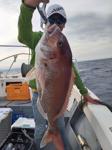 マダイの釣果