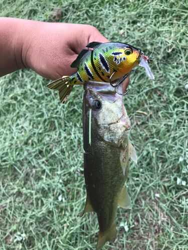 ブラックバスの釣果