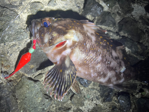 ハチガラの釣果