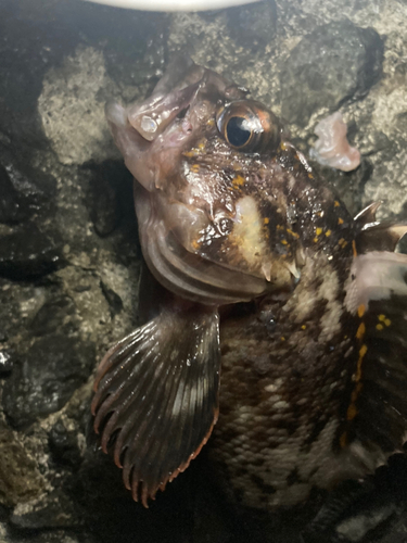 ハチガラの釣果