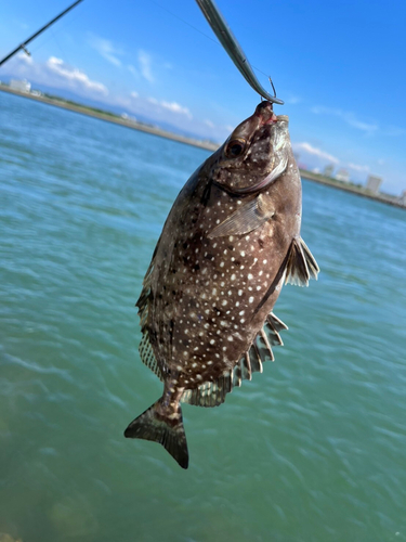 アイゴの釣果