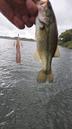 ラージマウスバスの釣果