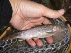 イワナの釣果