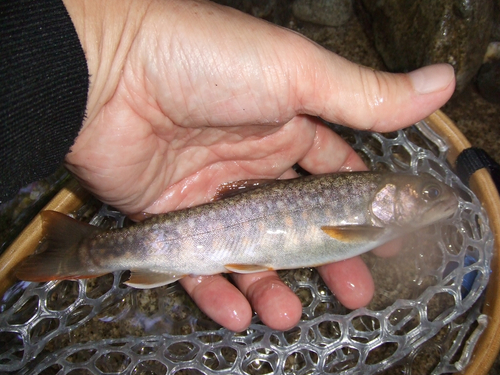 イワナの釣果