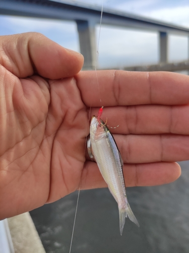 サッパの釣果