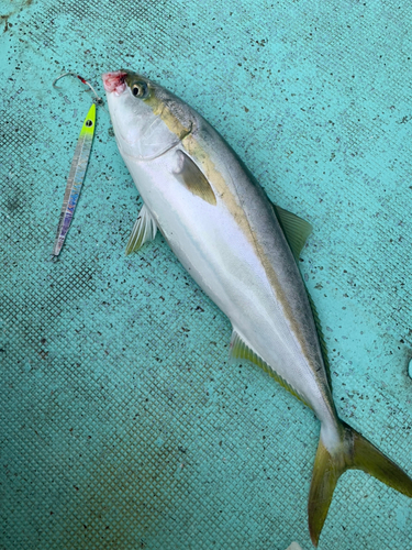 メジロの釣果