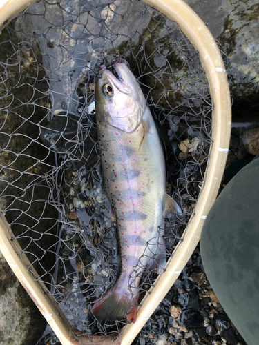 アマゴの釣果