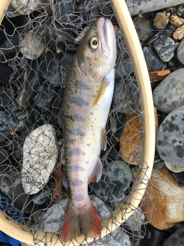 アマゴの釣果