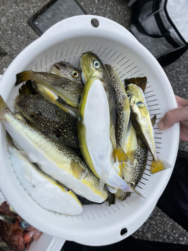 ショウサイフグの釣果