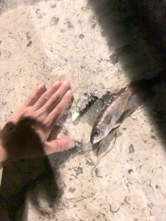 ムツの釣果