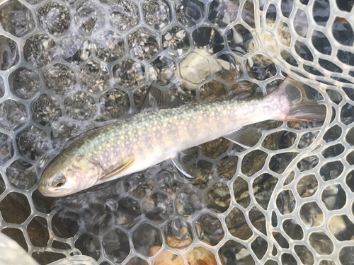 イワナの釣果