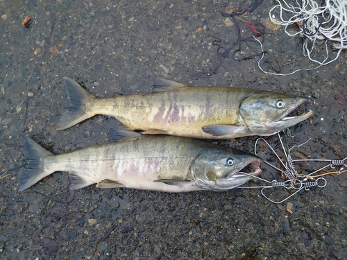 アキアジの釣果