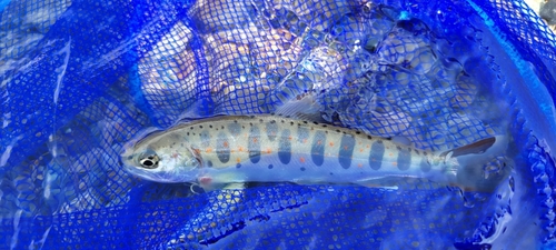 アマゴの釣果